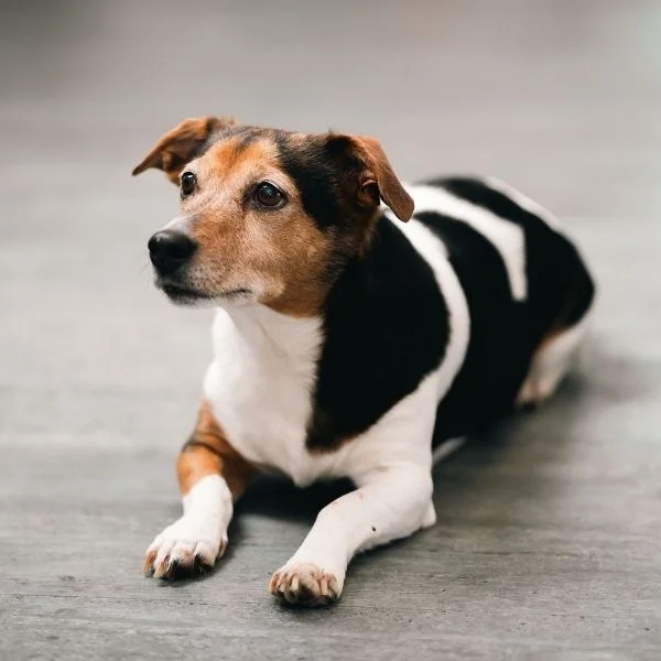 Contact - Good mood director