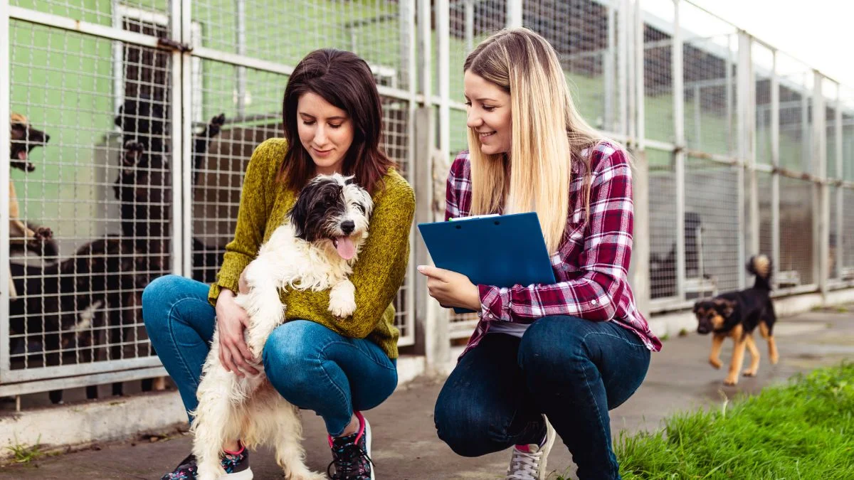 Purificador de ar para abrigos de animais - Alta qualidade do ar